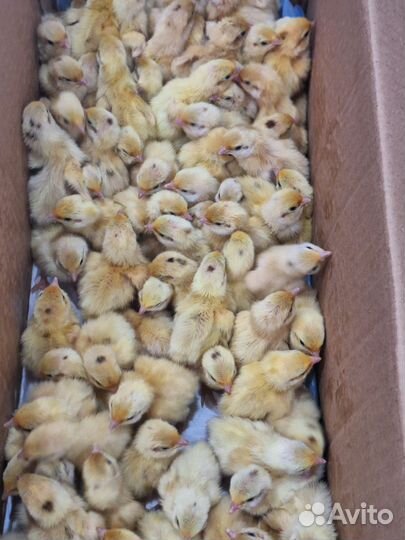 Перепела суточные