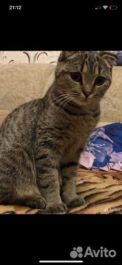 Котята мальчики