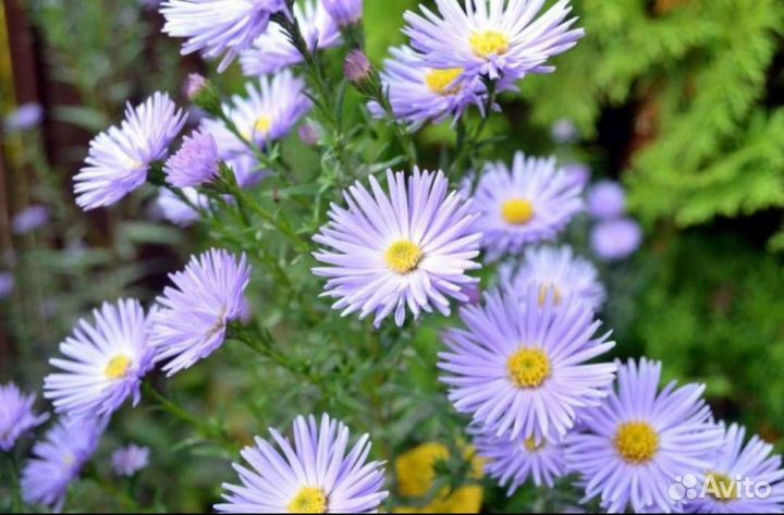 Октябринки