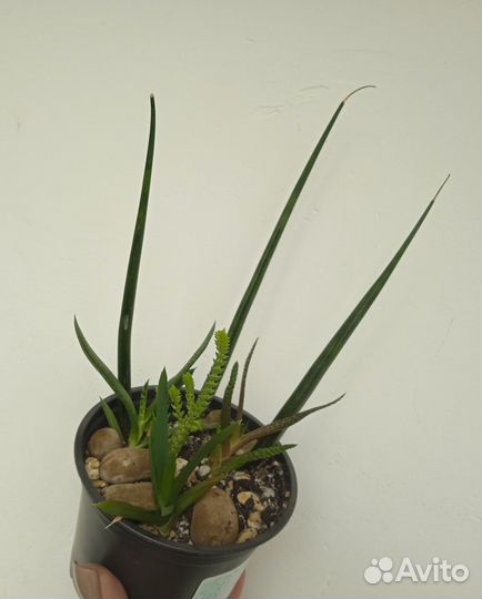 Суккуленты, Полусукуленты разные