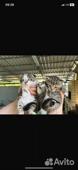 Котятя 1 мальчик 2 девочки вислоухие