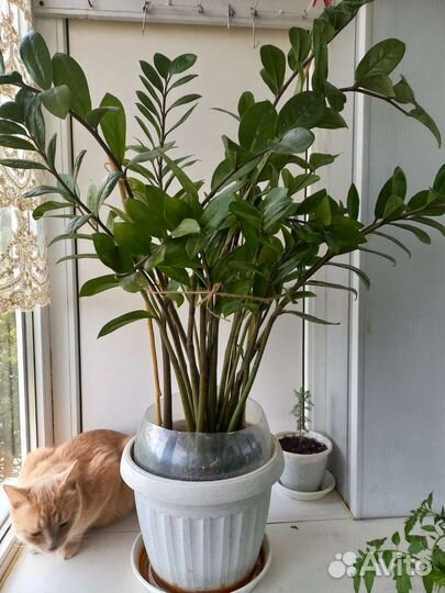 Замиокулькас