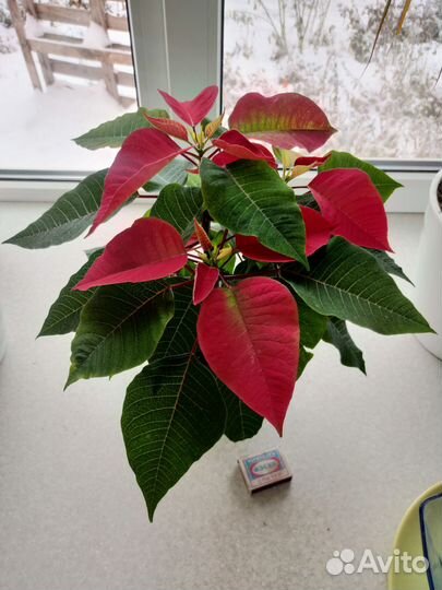 Пуансеттия Премиум Ред