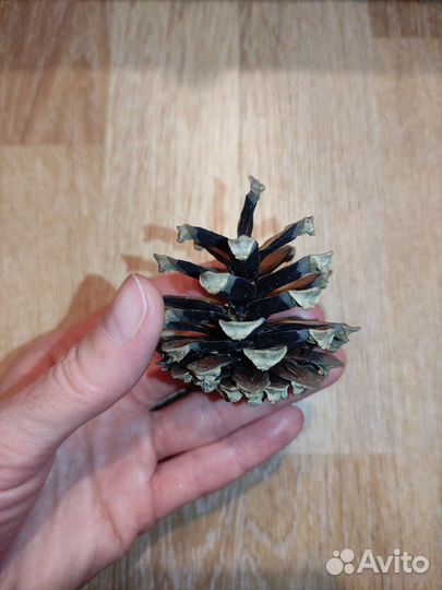 Шишки для декора