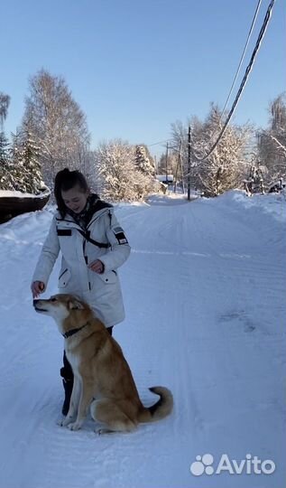 Услуги кинолога