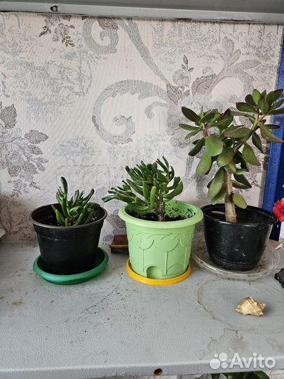 Крассула (толстянка) обычная и крассула Хоббит