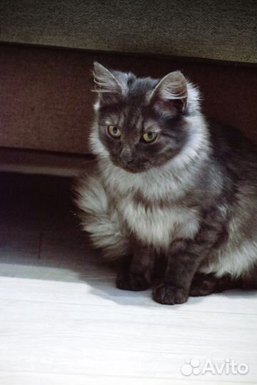 Котик Шуня в дар