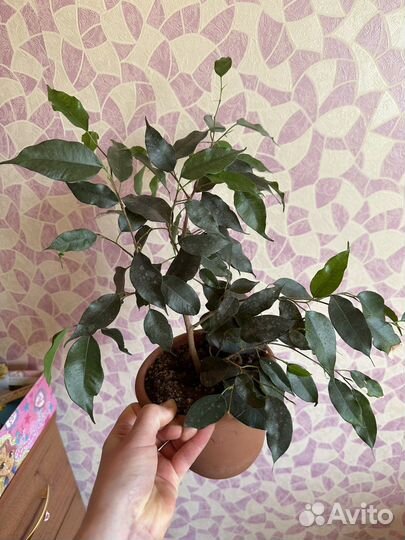 Фикус бенджамина