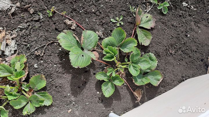 Клубника, лук, щавель