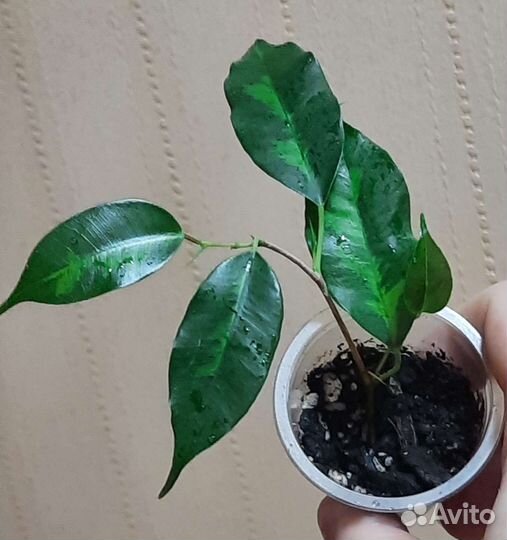 Фикусы сортовые