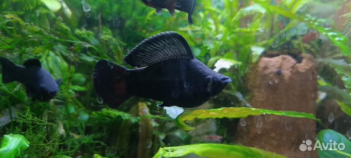 Велифера Нигра гигант/парусная