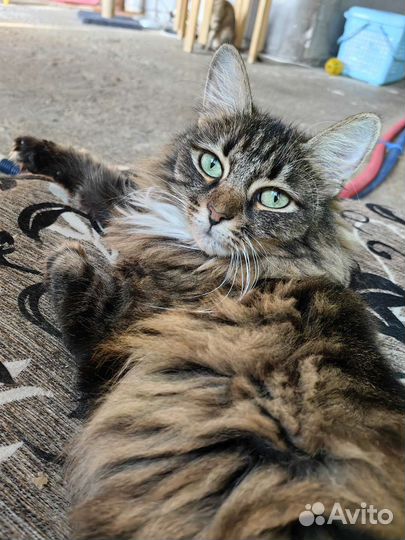 Сибирская кошка бесплатно