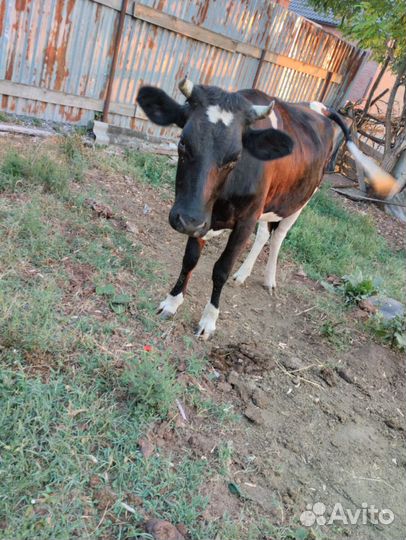 Корова зимой должна отелиться первый раз