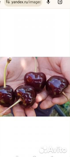 Саженцы черешни. Бычье сердце