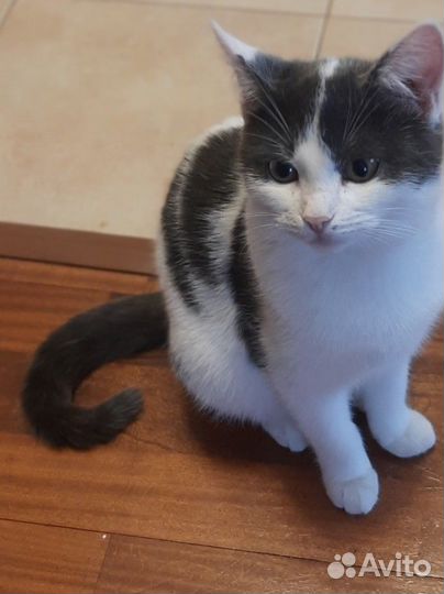 Котенок в добрые руки