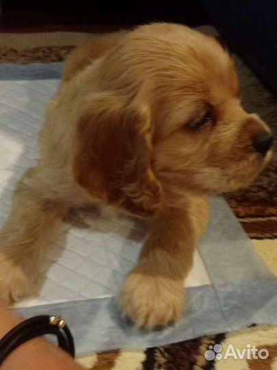 Кокер спаниель