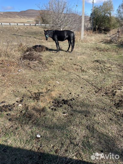 Продается жеребец