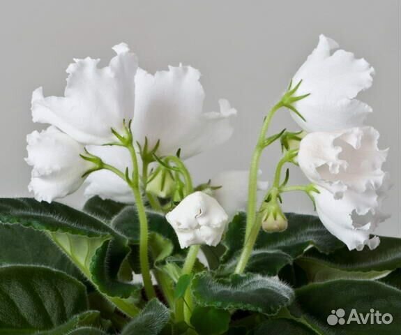 Продам укорененные детки сортовых фиалок 5