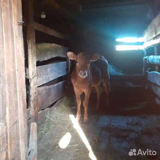 Телка 4 месяца
