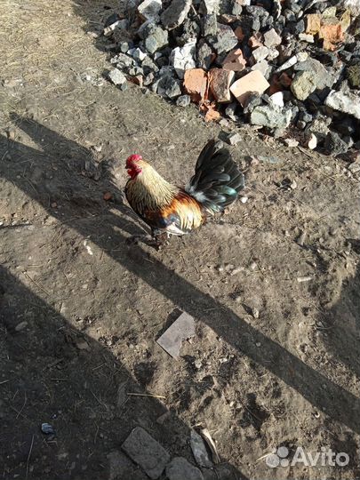 Петух бентамка