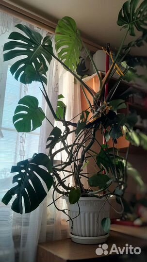 Комнатное растение монстера