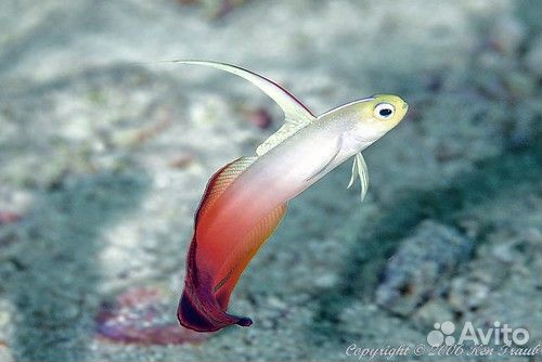 Дори, немо, рыба