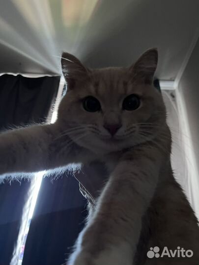 Отдам котика в добрые руки