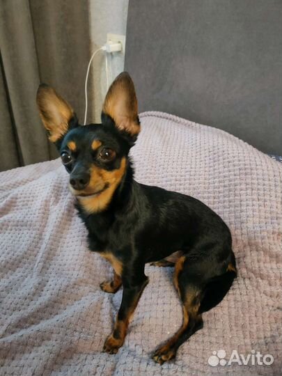 Вязка той-терьер