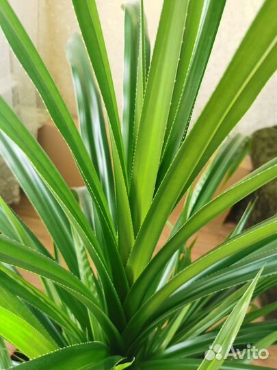 Цветок панданус