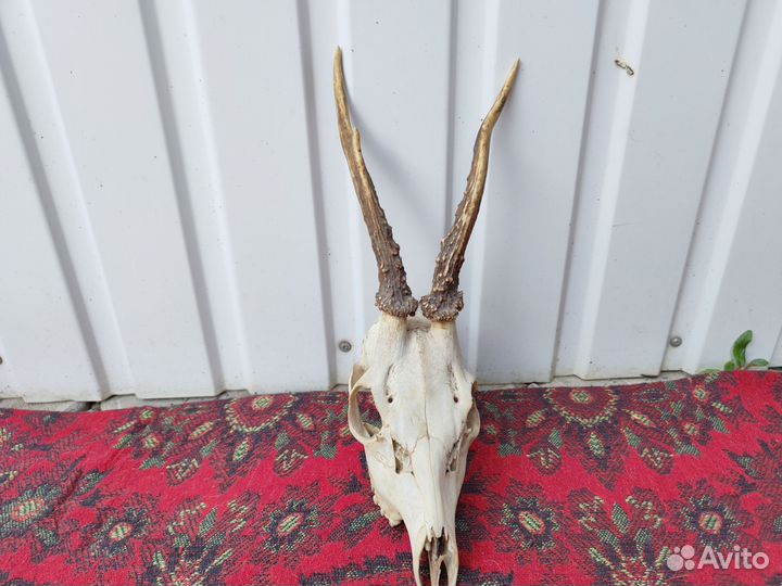 Рога оленя, косули