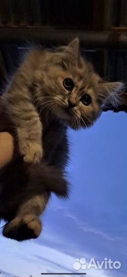 Сибирская кошка
