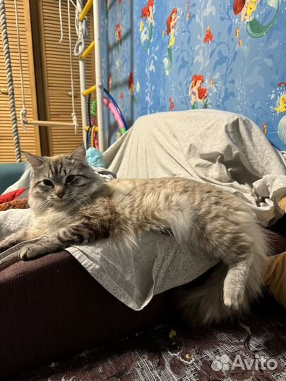 Сибирские рыжие котята