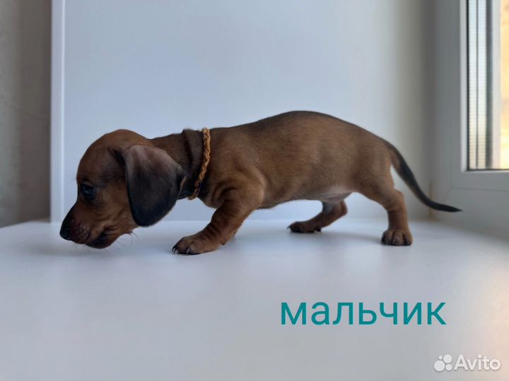 Кроличья такса