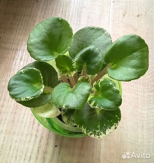 Детки сортовых фиалок