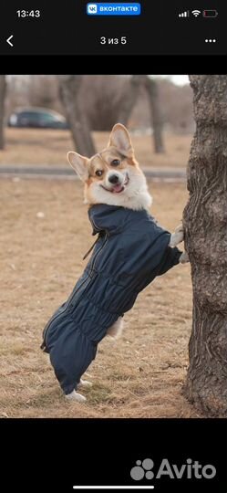 Дождевик для собак, корги