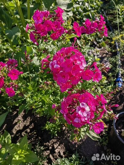 Цветы многолетние