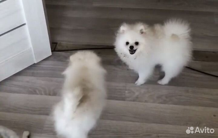 Померанский шпиц мини мальчик