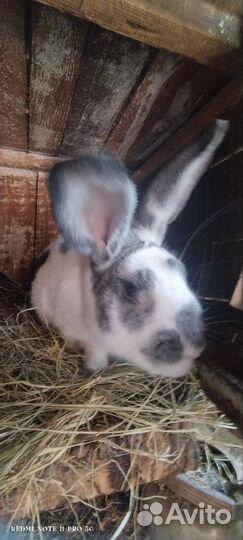 Голландский кролик