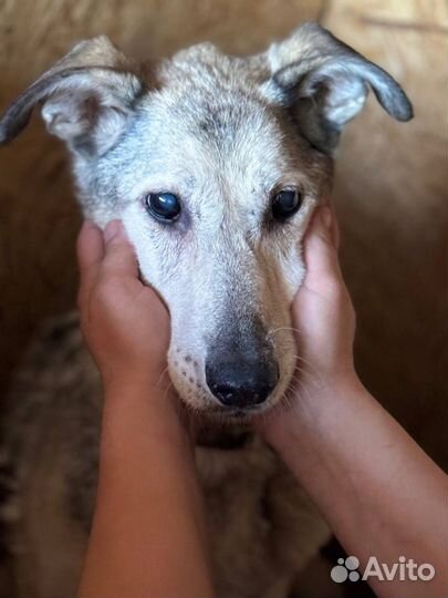 Она так и не узнает, что такое дом