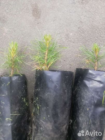 Саженцы сибирского кедра