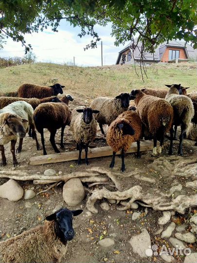 Овцы бараны