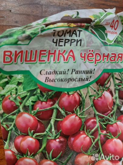Рассада помидор