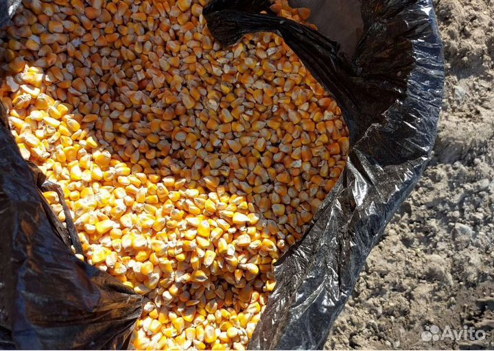 Фуражный овёс, Кормовой овёс на корм/посев