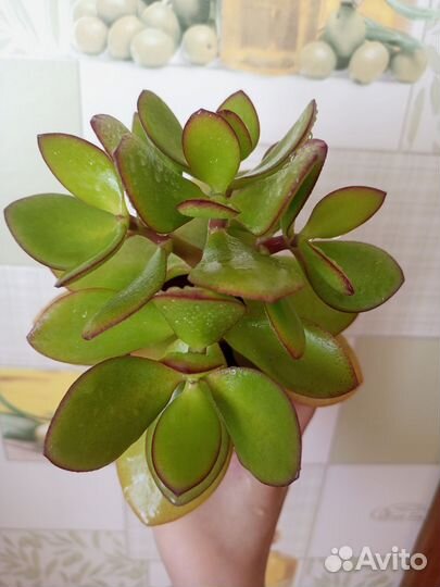 Крассула толстянка