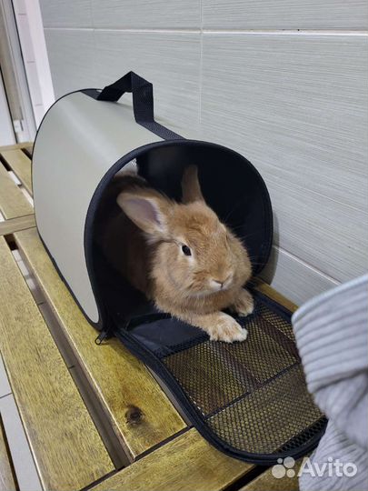 Декоративный кролик