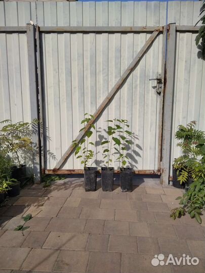 Саженцы шелковицы