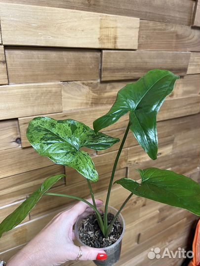 Сингониум мотя