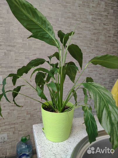 Женское счастье (спатифиллум)