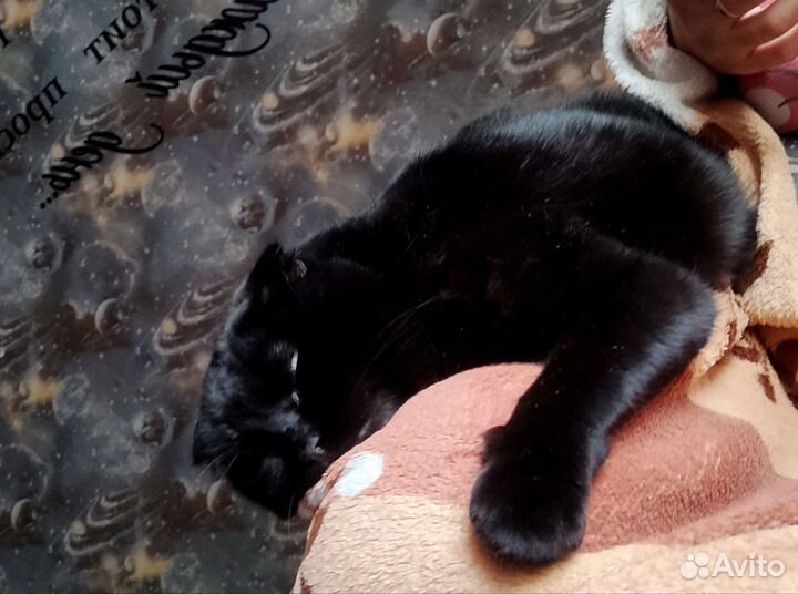 Передержка(как дома) в квартиру в семью (опыт)