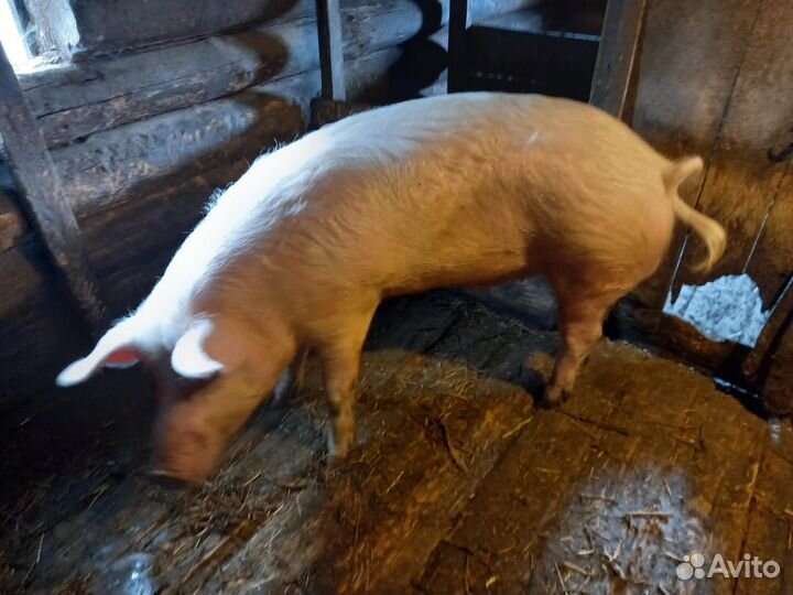 Продам хряка